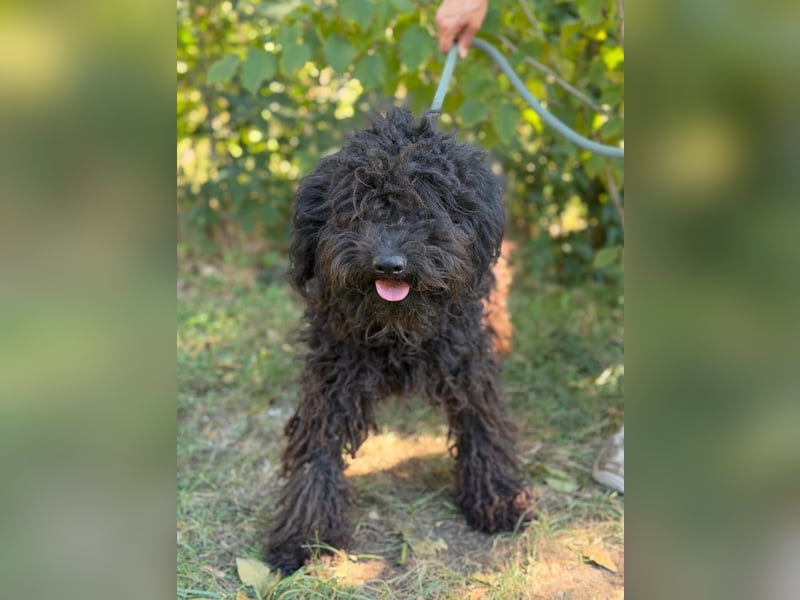 Gyuri KK- Liebe Menschen für tollen Hund gesucht