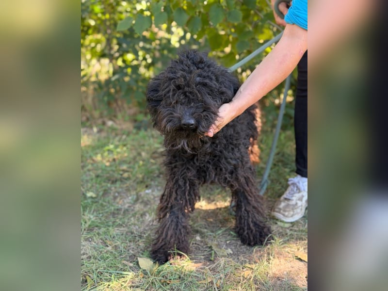 Gyuri KK- Liebe Menschen für tollen Hund gesucht