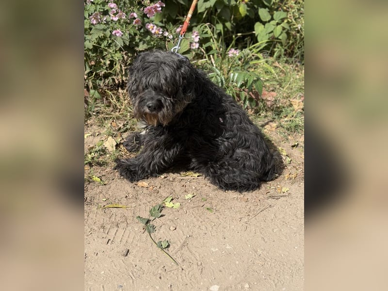 Kadarka – ein lieber Hundesenior sucht ein ruhiges Zuhause oder einen Gnadenplatz 