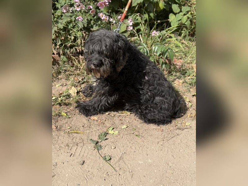 Kadarka – ein lieber Hundesenior sucht ein ruhiges Zuhause oder einen Gnadenplatz 