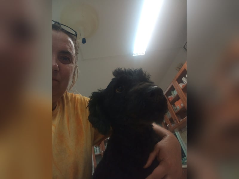 Bundas PP – charmanter Puli-Rüde sucht liebevolles Zuhause 