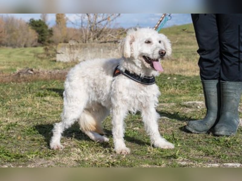 Gyoma SI – lieber Puli-Mix sucht warmes Körbchen