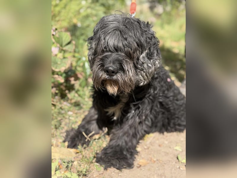Kadarka – ein lieber Hundesenior sucht ein ruhiges Zuhause oder einen Gnadenplatz 