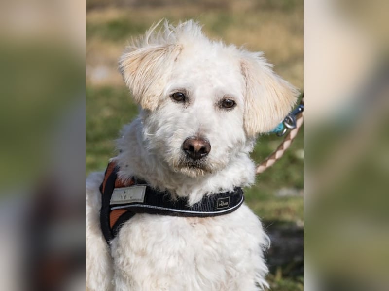 Gyoma SI – lieber Puli-Mix sucht warmes Körbchen