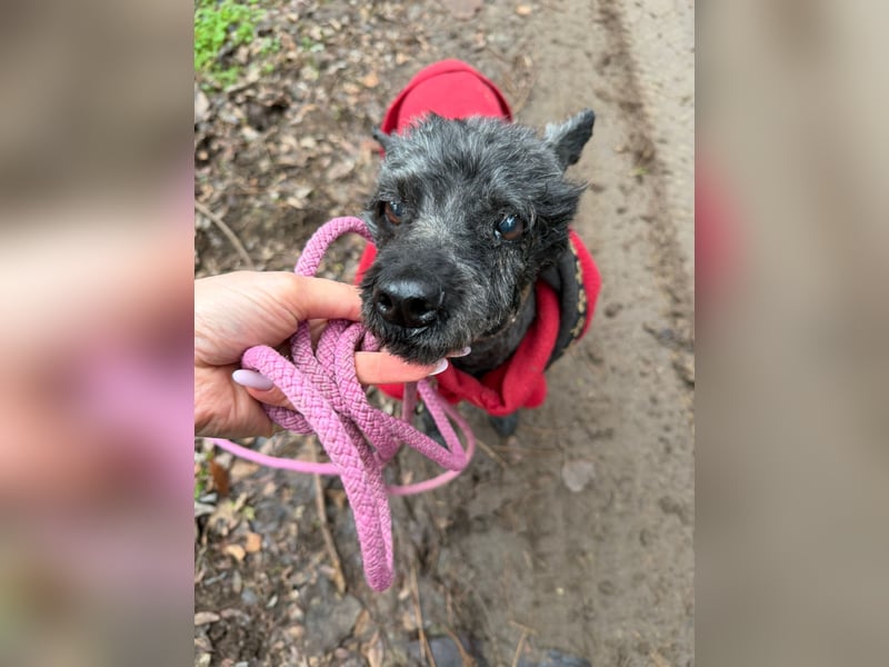 Panka -BE, wäre gerne wieder Teil einer Familie