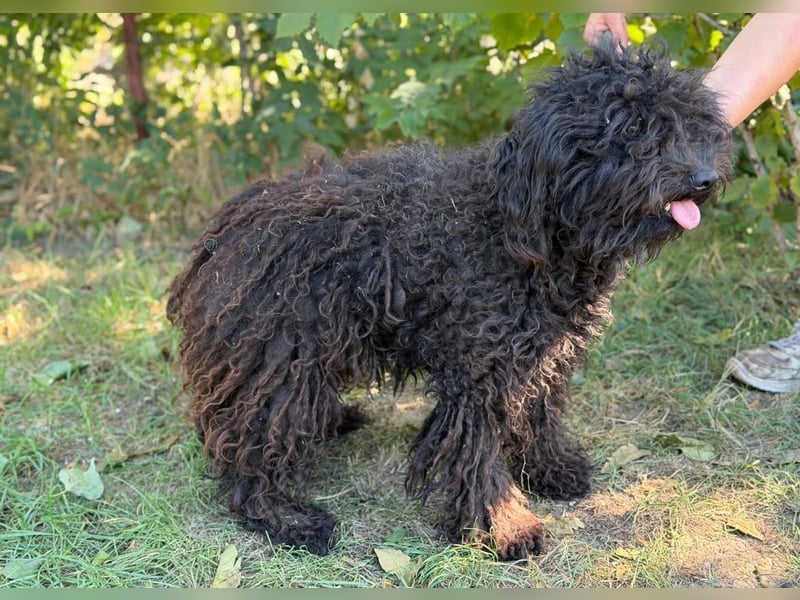 Gyuri KK- Liebe Menschen für tollen Hund gesucht
