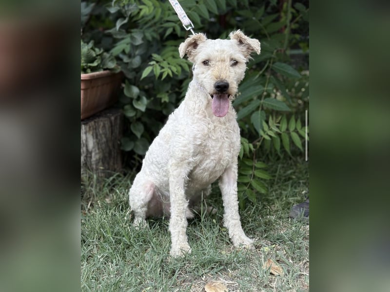 Csipész-KK – freundlicher Puli-Mix sucht aktives Zuhause 