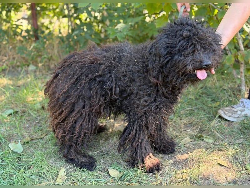Gyuri KK- Liebe Menschen für tollen Hund gesucht