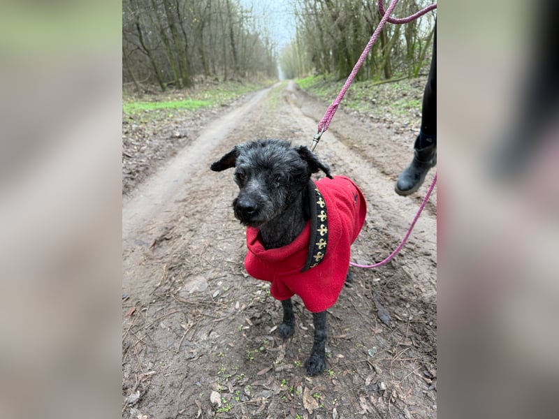 Panka -BE, wäre gerne wieder Teil einer Familie