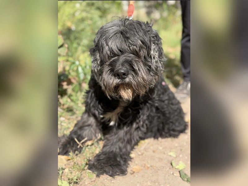 Kadarka – ein lieber Hundesenior sucht ein ruhiges Zuhause oder einen Gnadenplatz 