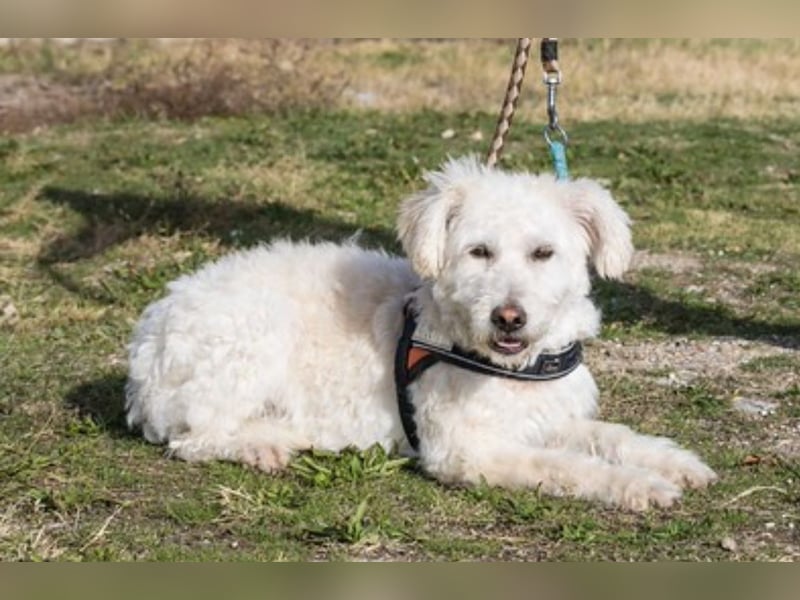 Gyoma SI – lieber Puli-Mix sucht warmes Körbchen