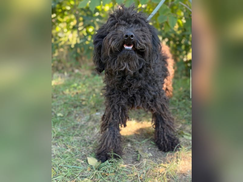 Gyuri KK- Liebe Menschen für tollen Hund gesucht