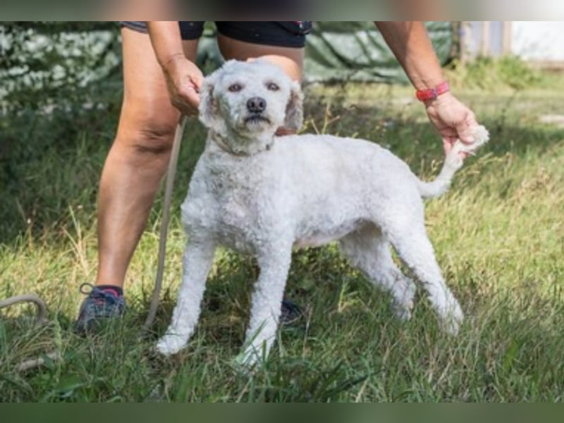 Panka SI – weiße Wuschel-Maus sucht liebevolle Familie