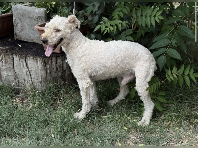 Csipész-KK – freundlicher Puli-Mix sucht aktives Zuhause 