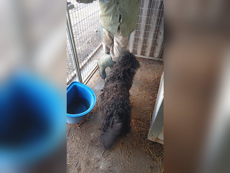 Rambo, freundlicher Puli MIschling geb.2018