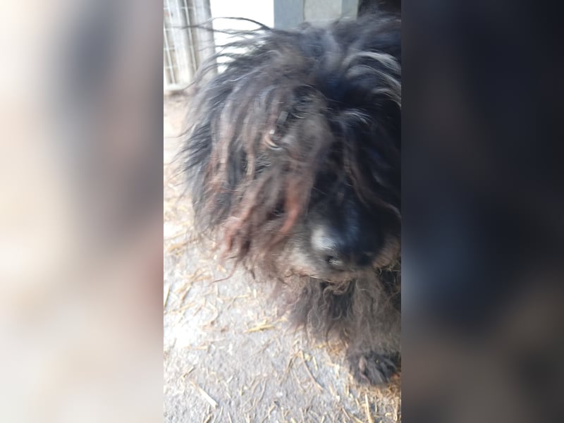 Rambo, freundlicher Puli MIschling geb.2018