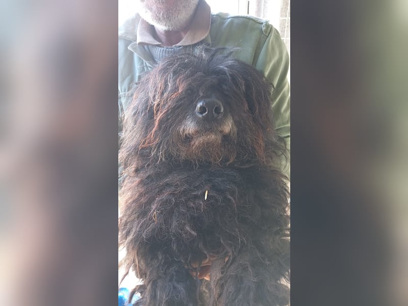 Rambo, freundlicher Puli MIschling geb.2018