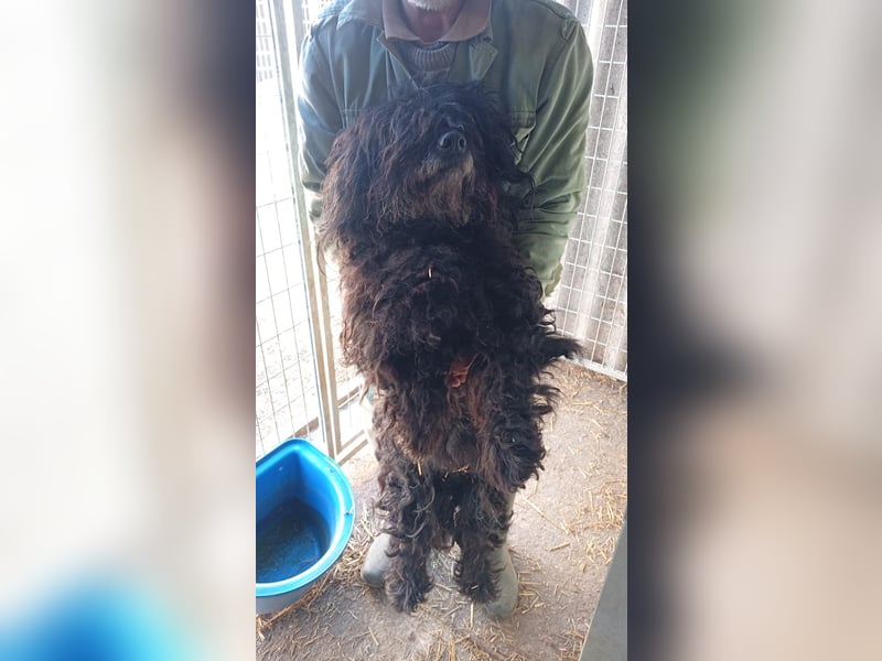 Rambo, freundlicher Puli MIschling geb.2018