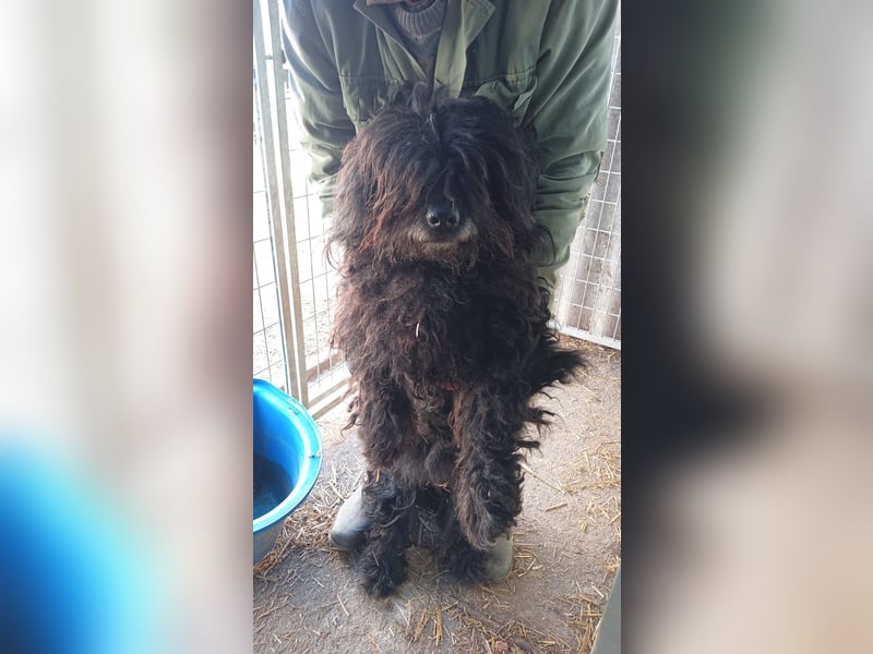 Rambo, freundlicher Puli MIschling geb.2018