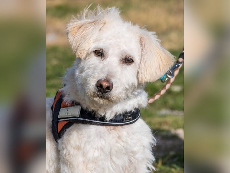 Gyoma SI - verträglich, offen