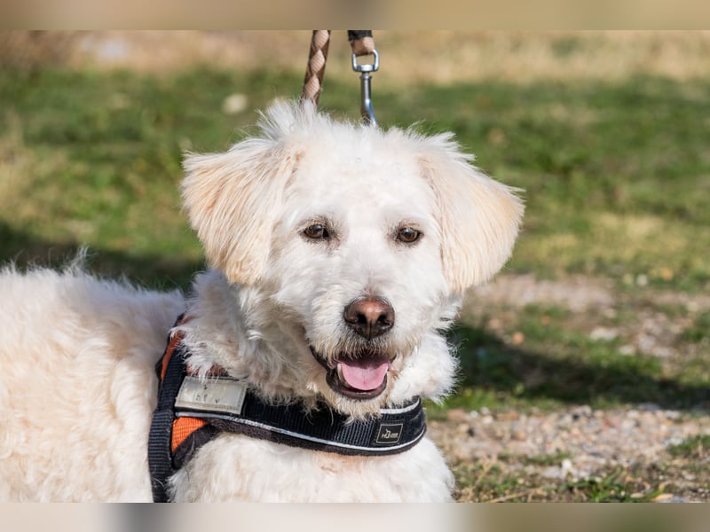 Gyoma SI - verträglich, offen