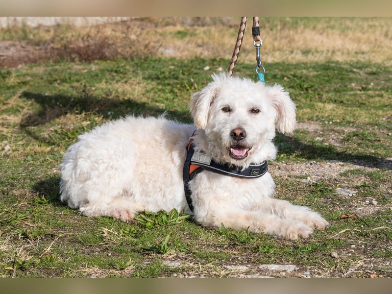 Gyoma SI - verträglich, offen