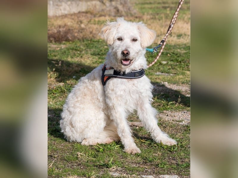 Gyoma SI - verträglich, offen