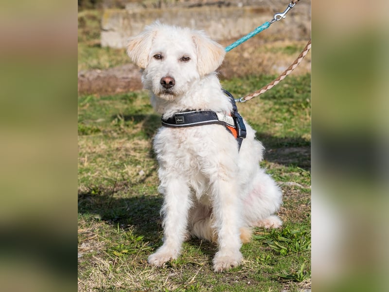 Gyoma SI - verträglich, offen