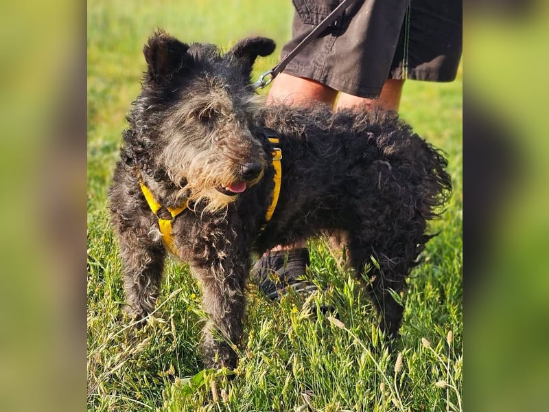 Szanja ist ein sehr liebenswerter Hund