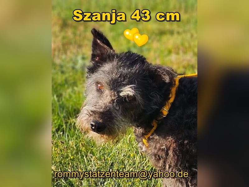 Szanja ist ein sehr liebenswerter Hund