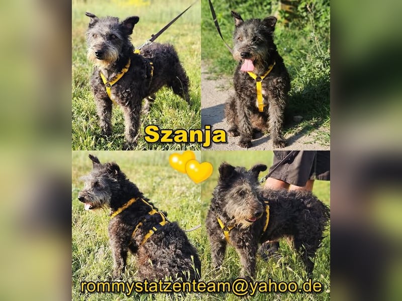 Szanja ist ein sehr liebenswerter Hund