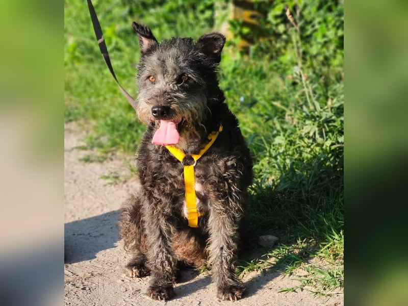 Szanja ist ein sehr liebenswerter Hund