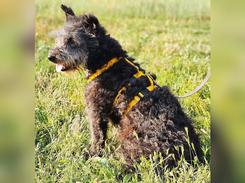 Szanja ist ein sehr liebenswerter Hund