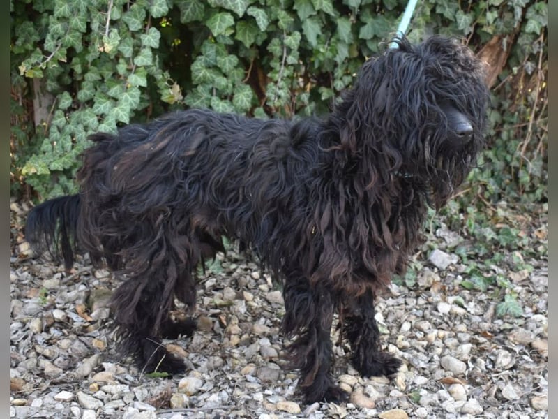 Godo wäre fast erfroren ...