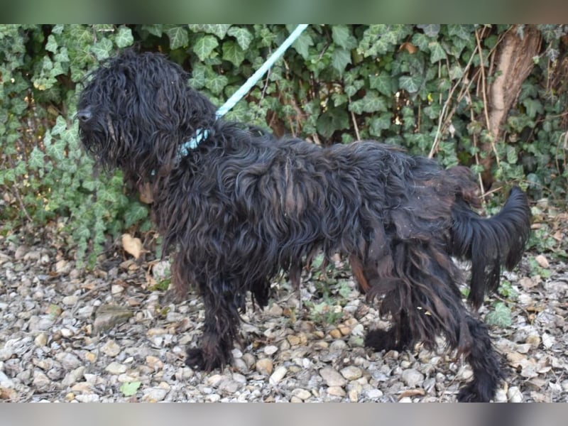 Godo wäre fast erfroren ...