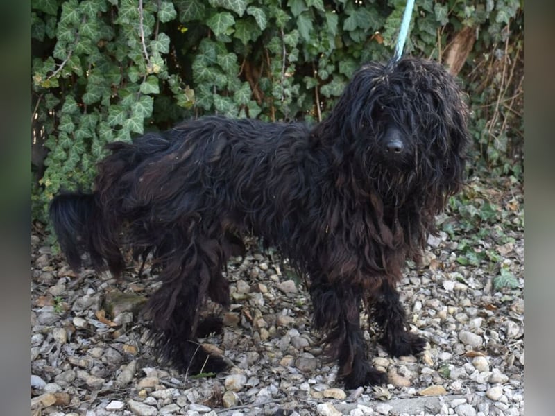 Godo wäre fast erfroren ...