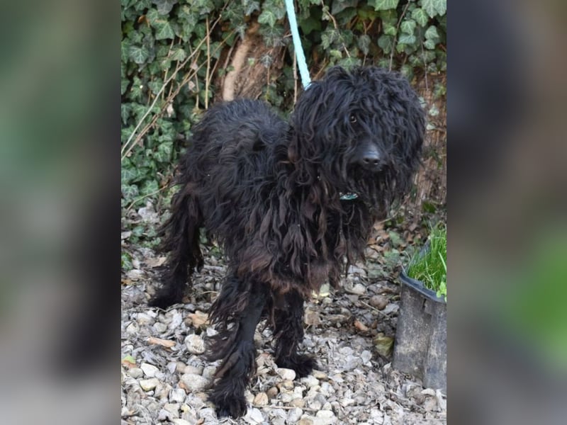 Godo wäre fast erfroren ...