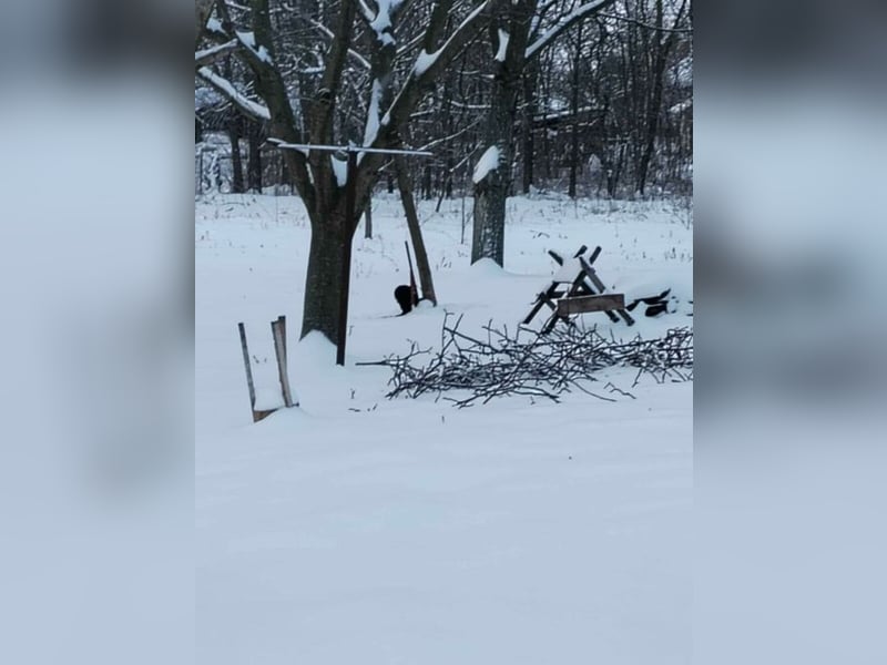 Godo wäre fast erfroren ...