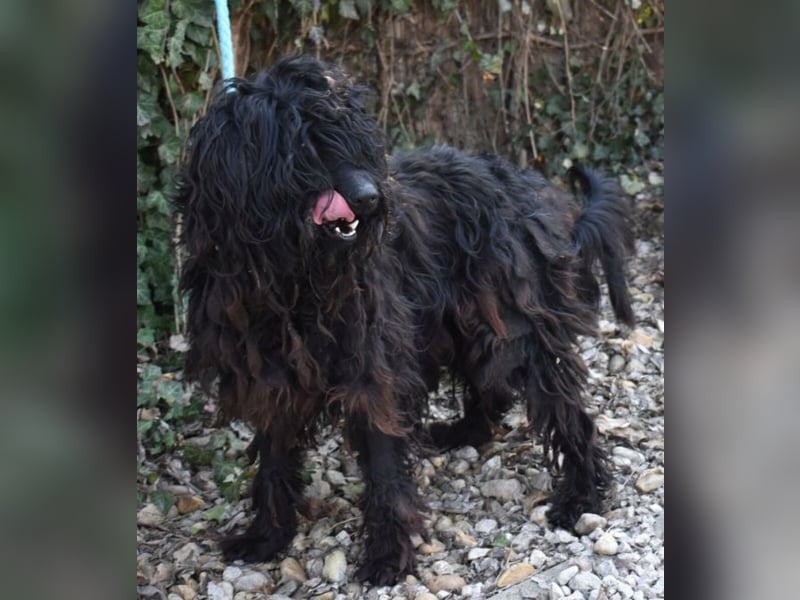 Godo wäre fast erfroren ...