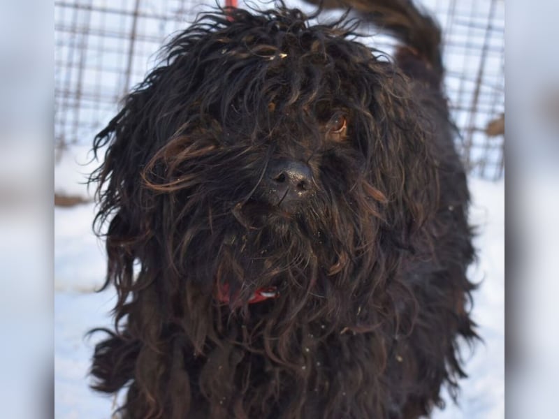 Godo wäre fast erfroren ...