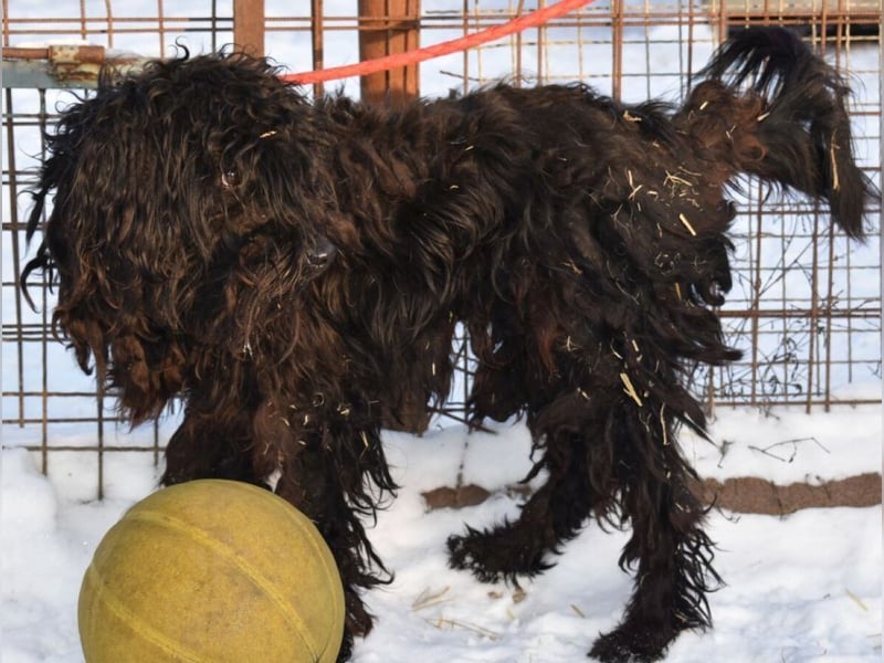 Godo wäre fast erfroren ...