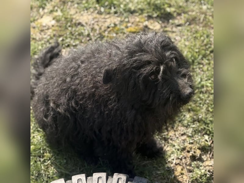 Miki eine sanfte Seele