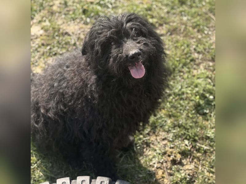 Miki eine sanfte Seele