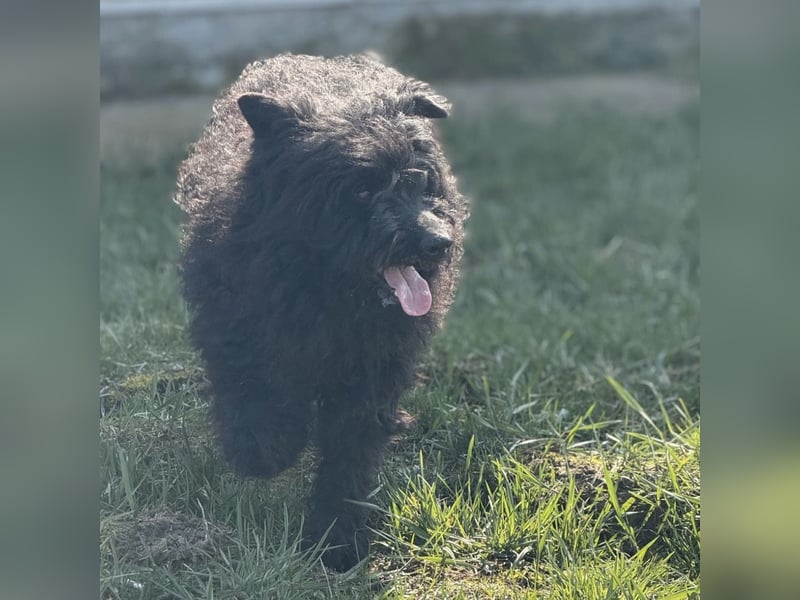 Miki eine sanfte Seele