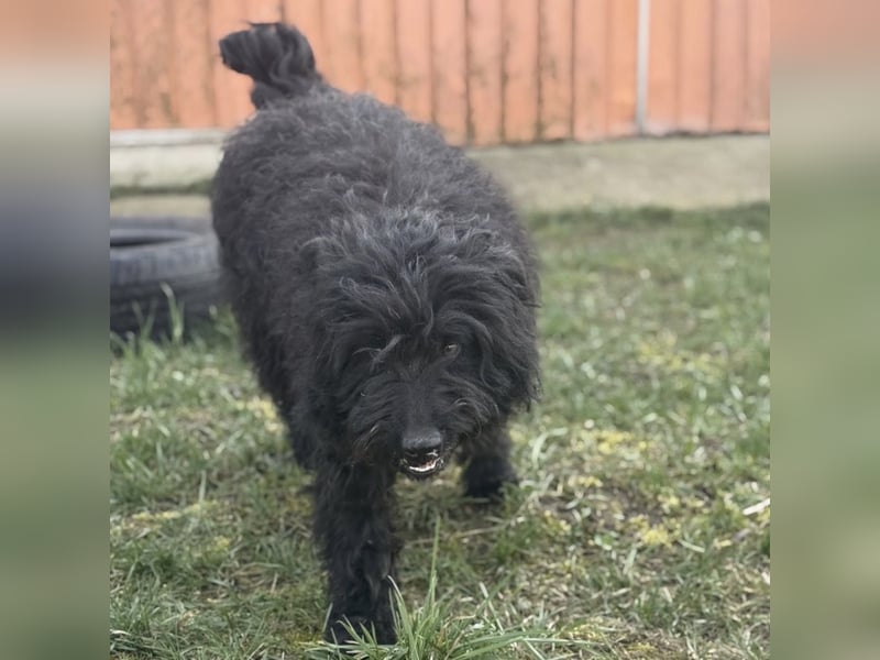 Miki eine sanfte Seele