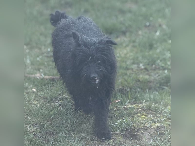 Miki eine sanfte Seele