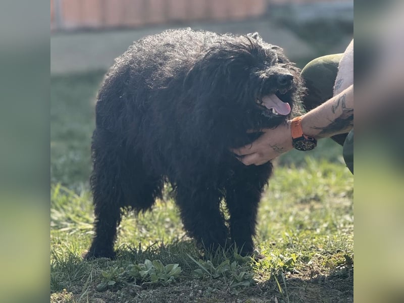 Miki eine sanfte Seele