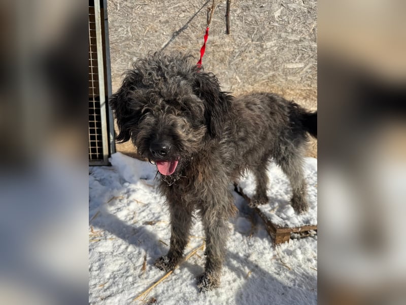 Odin, Puli-Mix, Rüde, ca. 2 Jahre, 55 cm, 20 kg