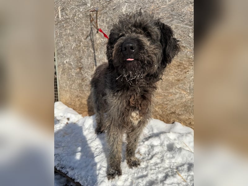 Odin, Puli-Mix, Rüde, ca. 2 Jahre, 55 cm, 20 kg