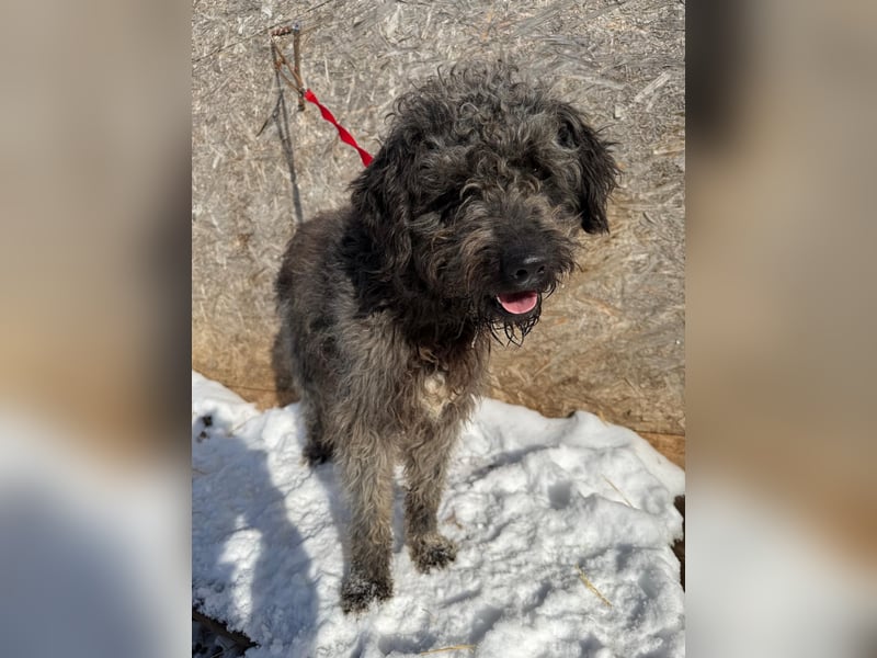 Odin, Puli-Mix, Rüde, ca. 2 Jahre, 55 cm, 20 kg